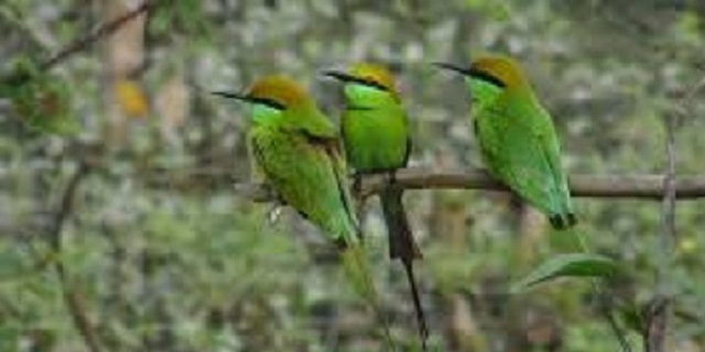 suie+chora+bird+mbd-6