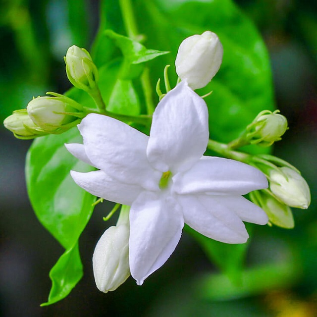 togor+flower+mbd-4