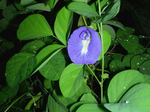 aparajita+flwer+mbd-2