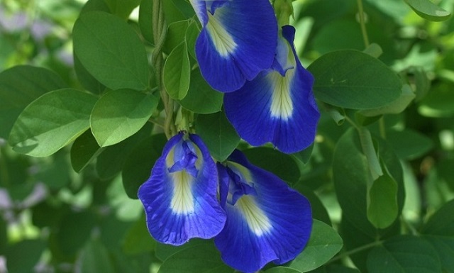 aparajita+flwer+mbd-3