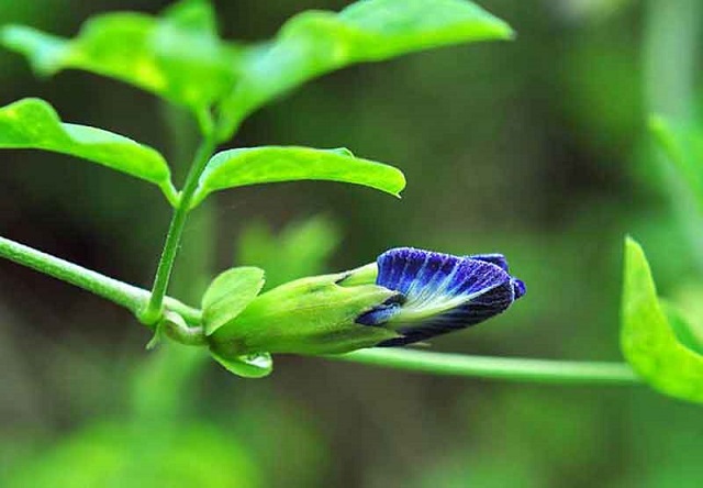 aparajita+flwer+mbd-6