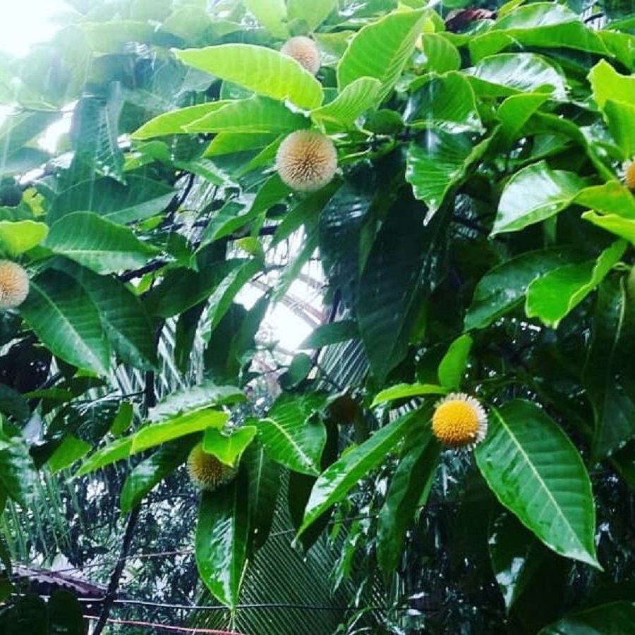 barsha+flowers+mbd-ok-12