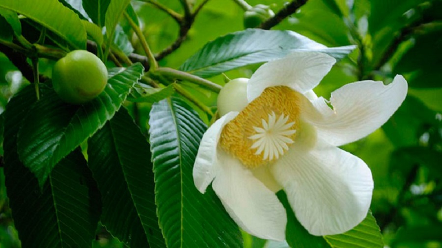 barsha+flowers+mbd-ok-13