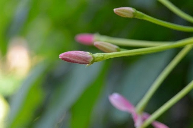 mathumanjury+flower+mbd-2