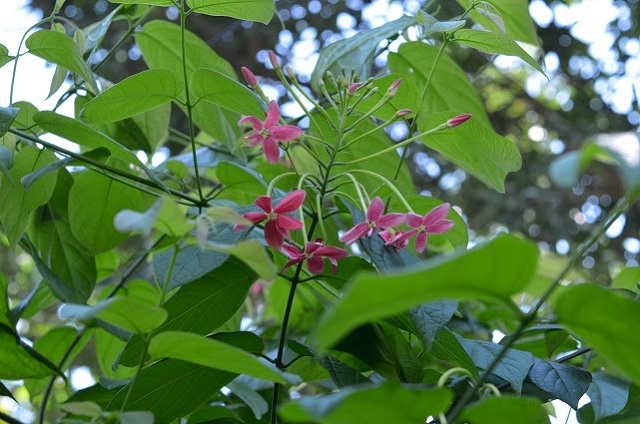 mathumanjury+flower+mbd-3