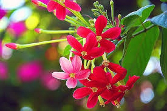 mathumanjury+flower+mbd-5