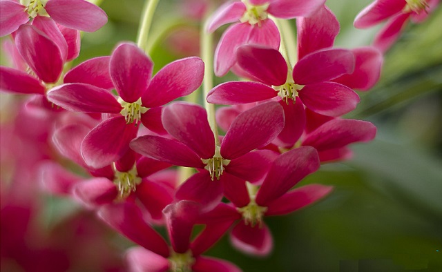 mathumanjury+flower+mbd-6