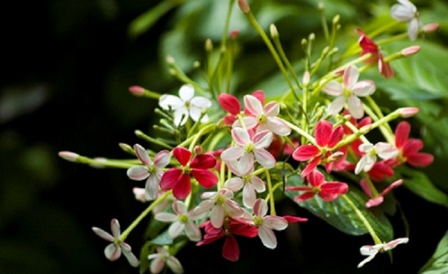 mathumanjury+flower+mbd-7