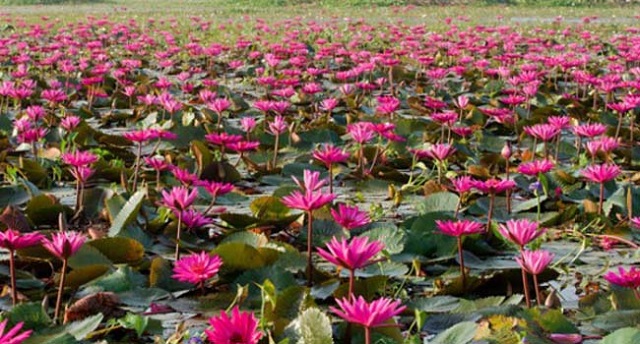 shapla+flower+mbd-10