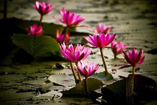 shapla+flower+mbd-11