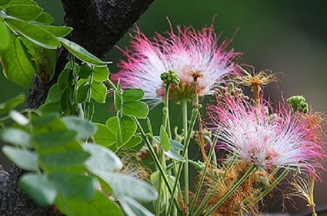 shil+kori+flwer+mb-2