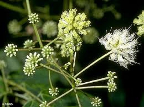 shil+kori+flwer+mb-3