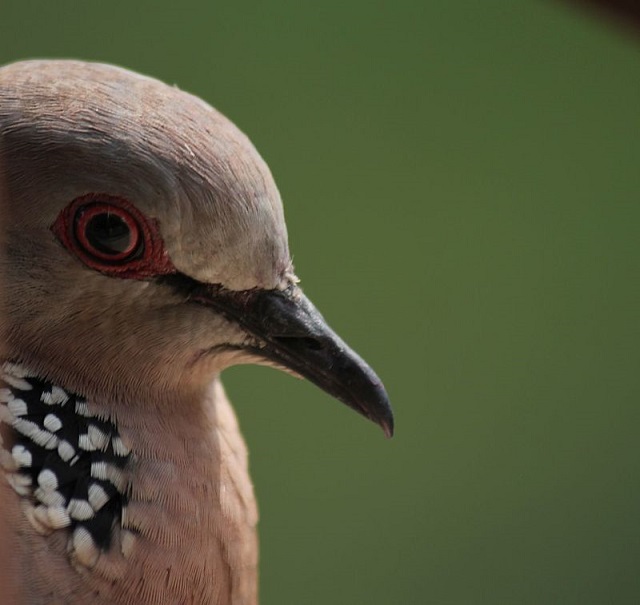 tila+ghu+ghu+bird+mbd-2