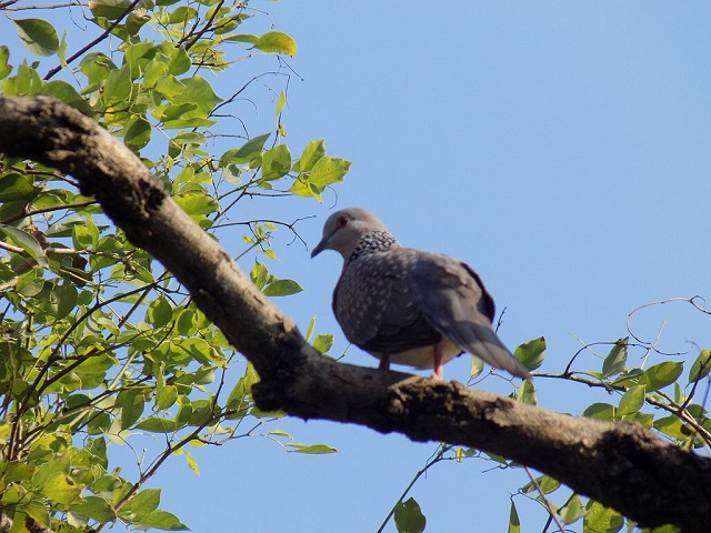 tila+ghu+ghu+bird+mbd