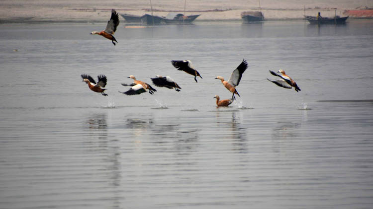 Kurigram_Winter_Bird_11_01_19_(1)