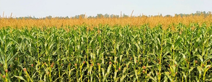 photo-nagarpur-1-1-2-2202090208