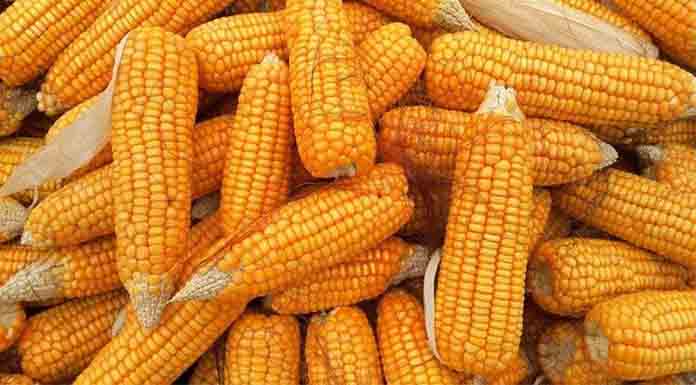 নকলায়-ভুট্টার-দামে-খুশি-চাষিরা