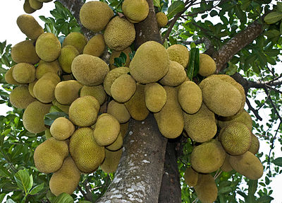 400px-Jackfruit_National_fruit_of_Bangladesh