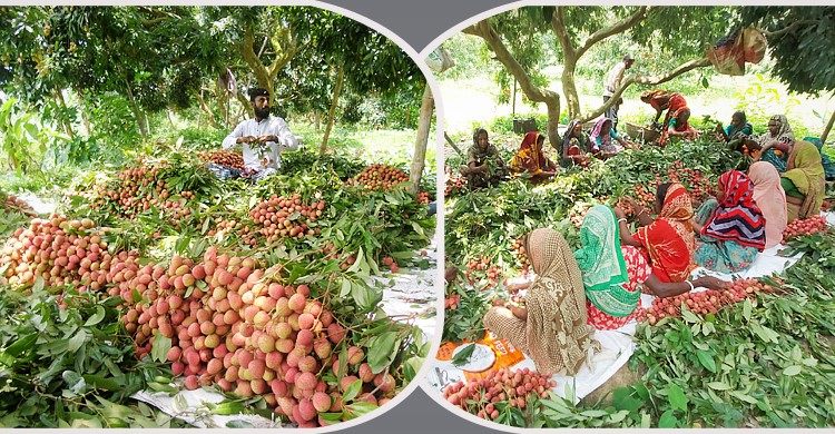 litchu-cover-20220525095310