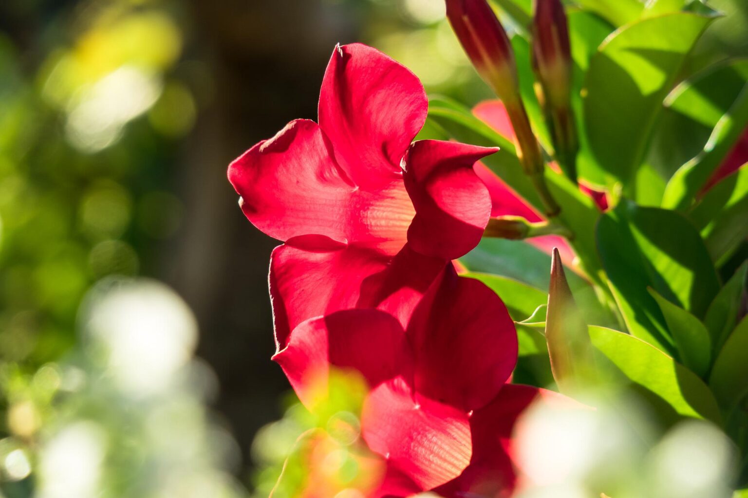 mandevilla-f-1536x1023