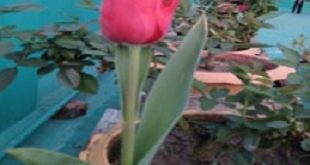 Tulipe+flower+bhola+mbd