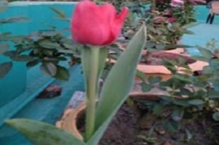 Tulipe+flower+bhola+mbd