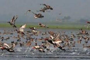 bird-sightings-house-sparrow-fledgling-2