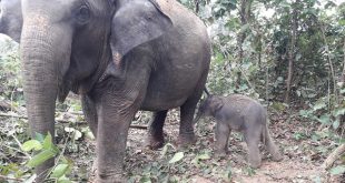 elephent+mbd-2