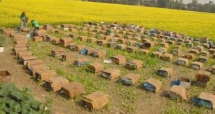 kurigram+hony+produce+mbd-2