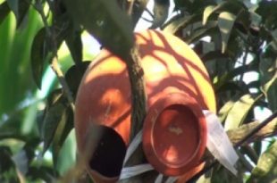 tangail+birds+nest+mbd