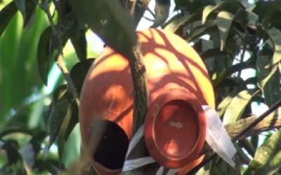 tangail+birds+nest+mbd