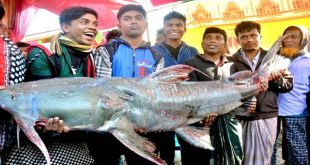 bogra+bagair+mbd-7