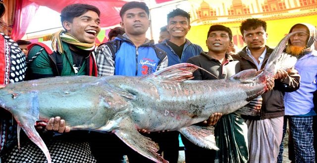 bogra+bagair+mbd-7