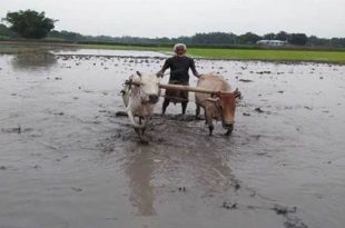 boro+plantasion+nilfambd-2