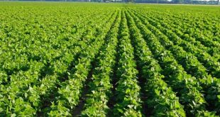 saya+produce+laksmipur+mbd-f-f