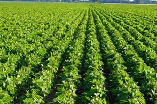 saya+produce+laksmipur+mbd-f-f