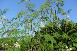 sajina+plantation+mbd-6