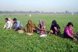 uchheya+produce+mbd-2