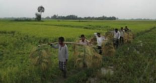 BORO+CHASH+JOYPURHAT+MBD