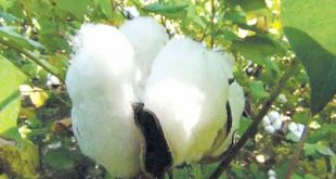 Cotton+mbd-5