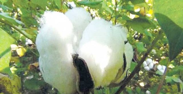 Cotton+mbd-5