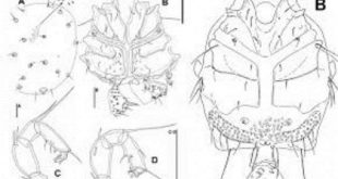 invention+zology+bd+mbd-2