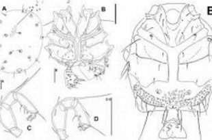 invention+zology+bd+mbd-2