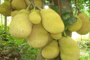 jacfrout+hobigonj+mbd-4