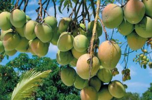 mango+bandarbon+mbd-2