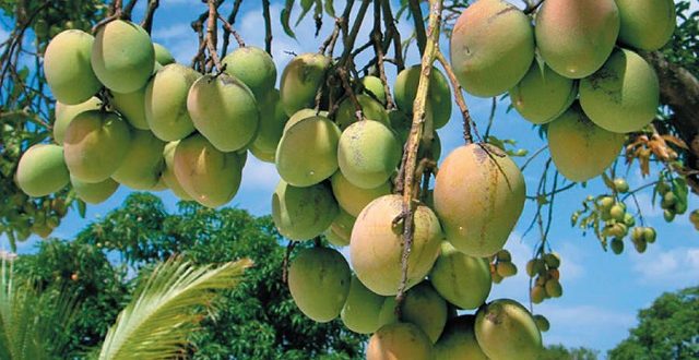 mango+bandarbon+mbd-2