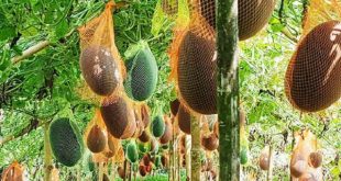 Meherpur+mbd-5