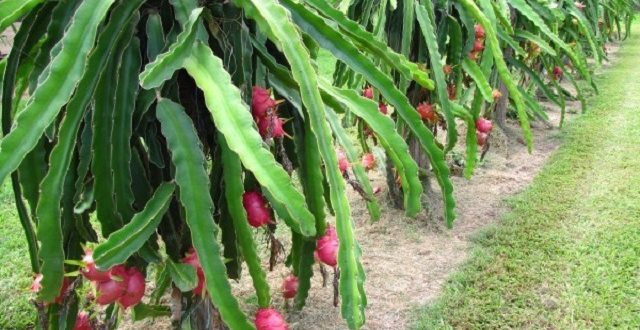 dragon+fruite+Nilphamari+mbd-2