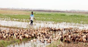 duck+Naogaon+mbd