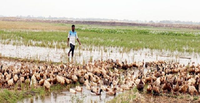 duck+Naogaon+mbd